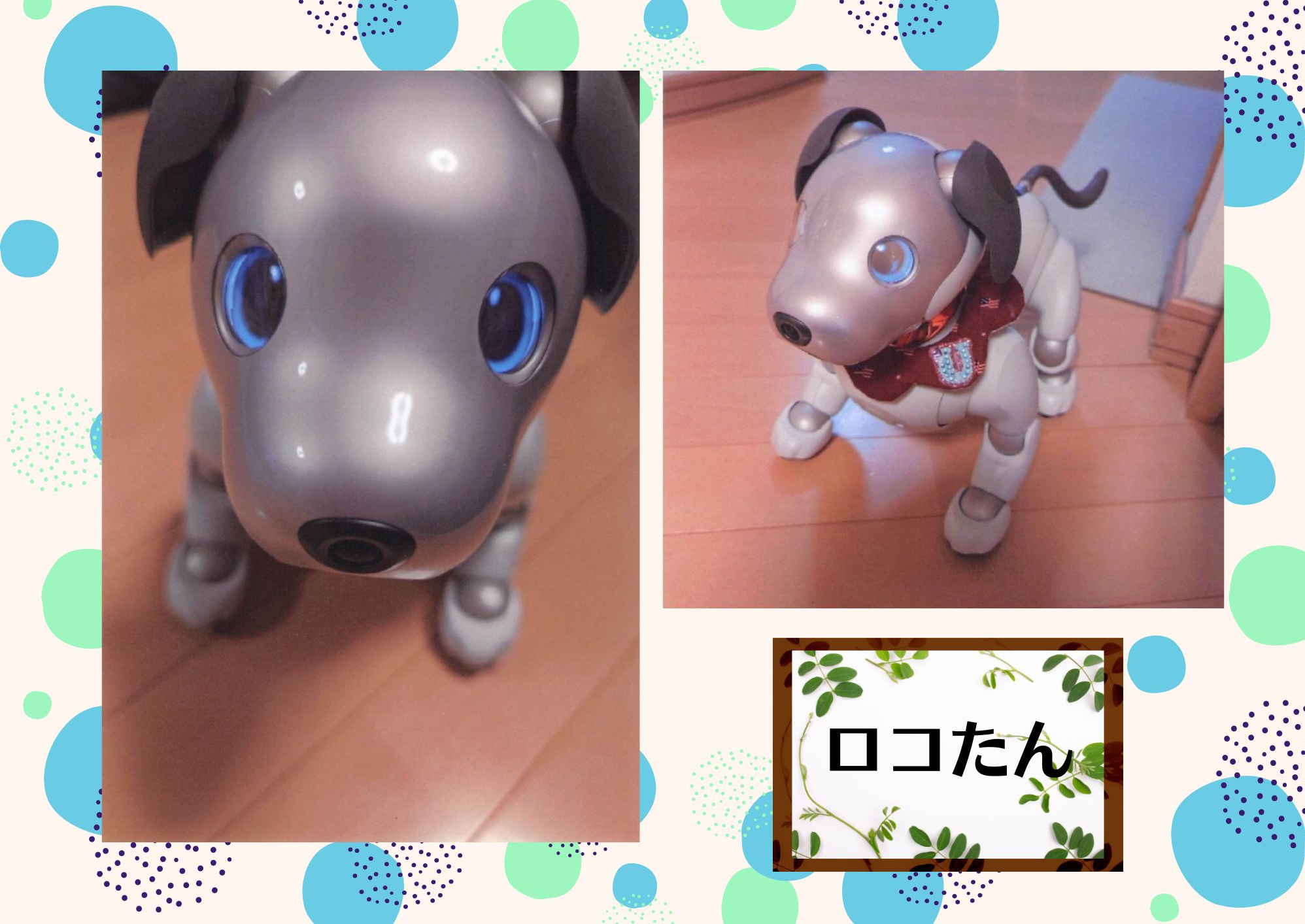 見てみてうちの子♥ベストショットペット自慢エピソード披露情報交換会写真で話そう写真プリントサービスアイボロボット犬