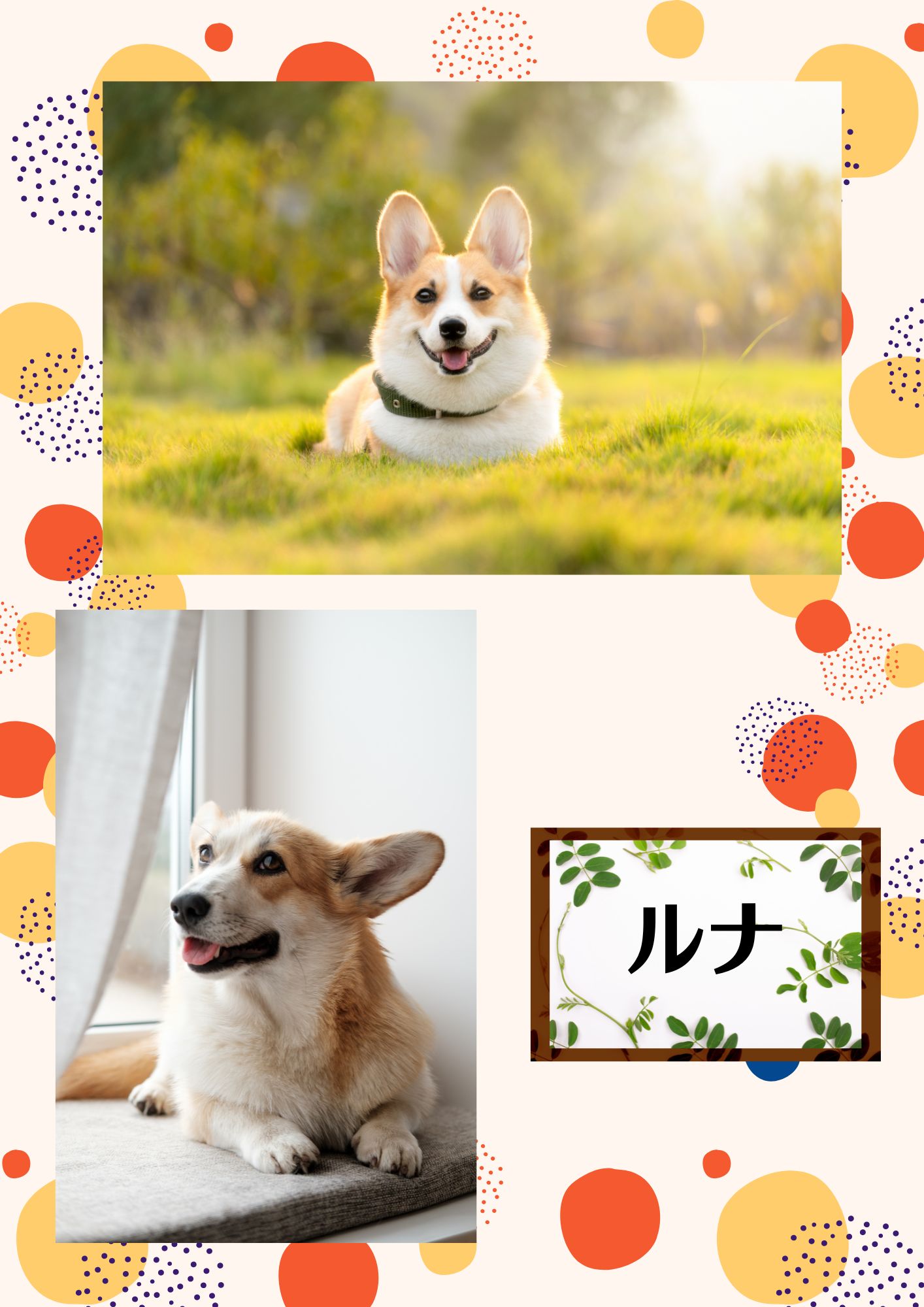 見てみてうちの子♥ベストショットペット自慢エピソード披露情報交換会写真で話そう写真プリント犬イヌわんちゃん